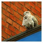 Tortorella arruffata alla stazione Tortorella arruffata alla stazione