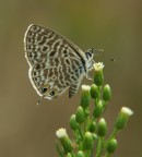 ritratto di farfalla-4 ritratto di farfalla-4