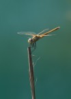 Libellula Libellula