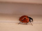 Coccinella Coccinella