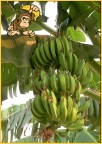 Banane :) Banane :)