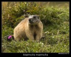 L'animale wild piu' curioso (e vanitoso) che abbia mai avuto il piacere di fotografare...