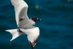 Galapagos - Gabbiano coda di Rondine Galapagos - Gabbiano coda di Rondine