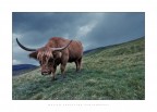 Natural Blond Natural Blond