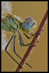 Libellula colorata: primo piano bagnato Libellula colorata: primo piano bagnato
