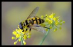 Dittero Myathropa Florea Dittero Myathropa Florea