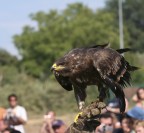 Aquila in posizione Aquila in posizione