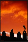 ci vediamo all'alba sul tetto... ci vediamo all'alba sul tetto...