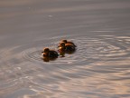 Piccoli d'oca in pattuglia nel lago di Massaciuccoli