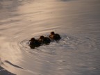 Piccoli d'oca in pattuglia nel lago di Massaciuccoli