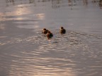 Piccoli d'oca in pattuglia nel lago di Massaciuccoli