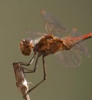 mezzobusto mezzobusto