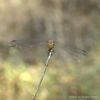 in posa per il ritratto in posa per il ritratto