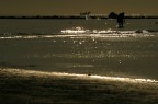 Pescando Pescando
