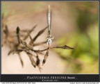 Platycnemis pennipes... sfocato intenzionale ambientato! Platycnemis pennipes... sfocato intenzionale ambientato!