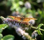 farfall..... farfall.....