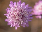 fiori delle dune di sabbia ripresi a Santa Margherita di Pula, Lumix FZ30, f5.6, 1/250, ISO 100, lungh. foc. circa 380 mm equiv., lente addizionale +2.