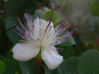 fiore di cappero aperto (FZ30, 5.6, 1/150, Iso 100, lungh. foc. circa 120 mm equiv., lente addiz. +2)