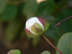 fiore di cappero in boccio che sta per aprirsi alla vita (DMC FZ30, 4.5 mm, 1/125, lungh. foc. 230 mm equiv. circa, ISO 100, lente addiz. +2)
