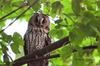 gufo gufo