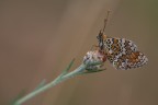 Tonalita' calde Tonalita' calde