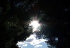 Sole fra gli alberi Sole fra gli alberi