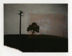 Elecrical Trees