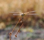 libellula libellula