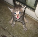 Guai a te se ti avvicini!!! Guai a te se ti avvicini!!!