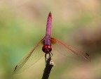 RedFly RedFly