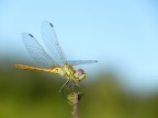Libellula sfono azzurro-verde Libellula sfono azzurro-verde