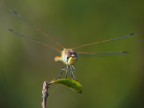 Libellula in posa