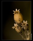 Cio' che rimane delle fioriture estive della Silene alba...

Olympus E1 + Sigma 150 macro, manolibera