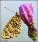 Appesa al fiore in verticale Appesa al fiore in verticale