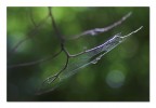 Il frutto della luce Il frutto della luce