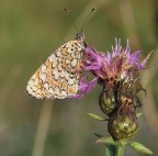 farfallina farfallina