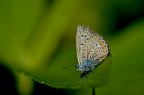 farfalla nel verde farfalla nel verde