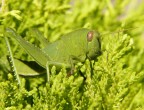 sono al verde sono al verde