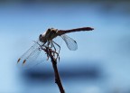 libellula al mare libellula al mare