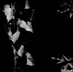 ombrofilla ombrofilla