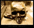 Golden Skull Golden Skull