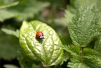 Coccinella Coccinella