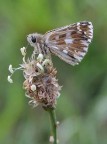 Hesperia Comma Hesperia Comma