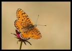 Melitaea Aetherie Melitaea Aetherie