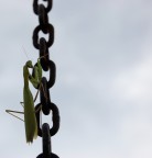 ti vedo... ti vedo...