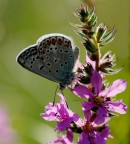 MACRO n° 1 MACRO n° 1