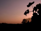 Cielo rosato con viti