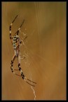 Argiope bruennichi Argiope bruennichi