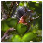 Scoiattolo. Scoiattolo.