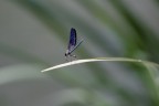 Libellula Libellula